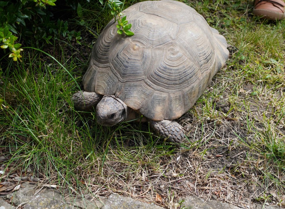 Schildkroete